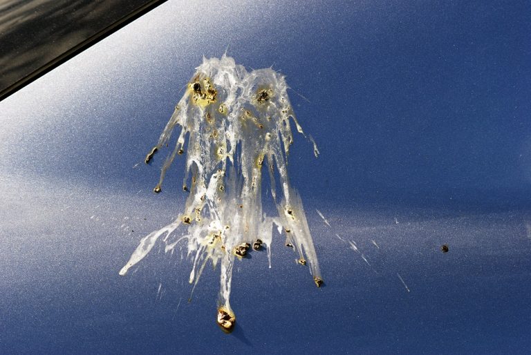 How to Remove Bird Poop From Your Car Process Explained The Vehicle Lab